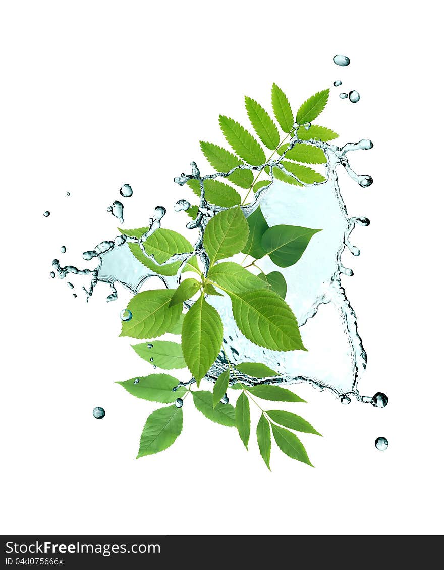 Ecology concept. Green leaves with splashing water on white background. Ecology concept. Green leaves with splashing water on white background