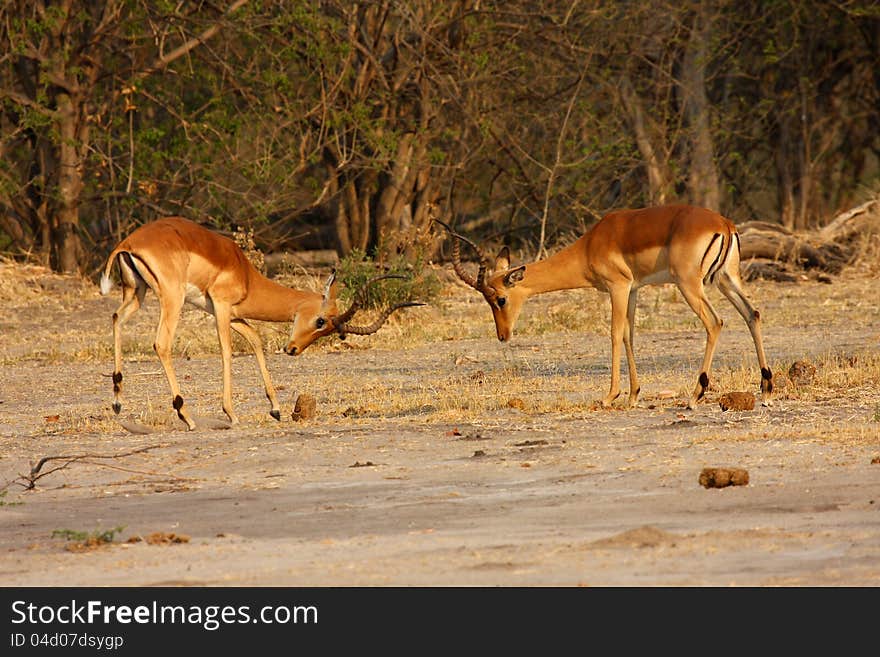 Two Impala Rams, fighting for the right to mate in the breeding season called rutting. Two Impala Rams, fighting for the right to mate in the breeding season called rutting.