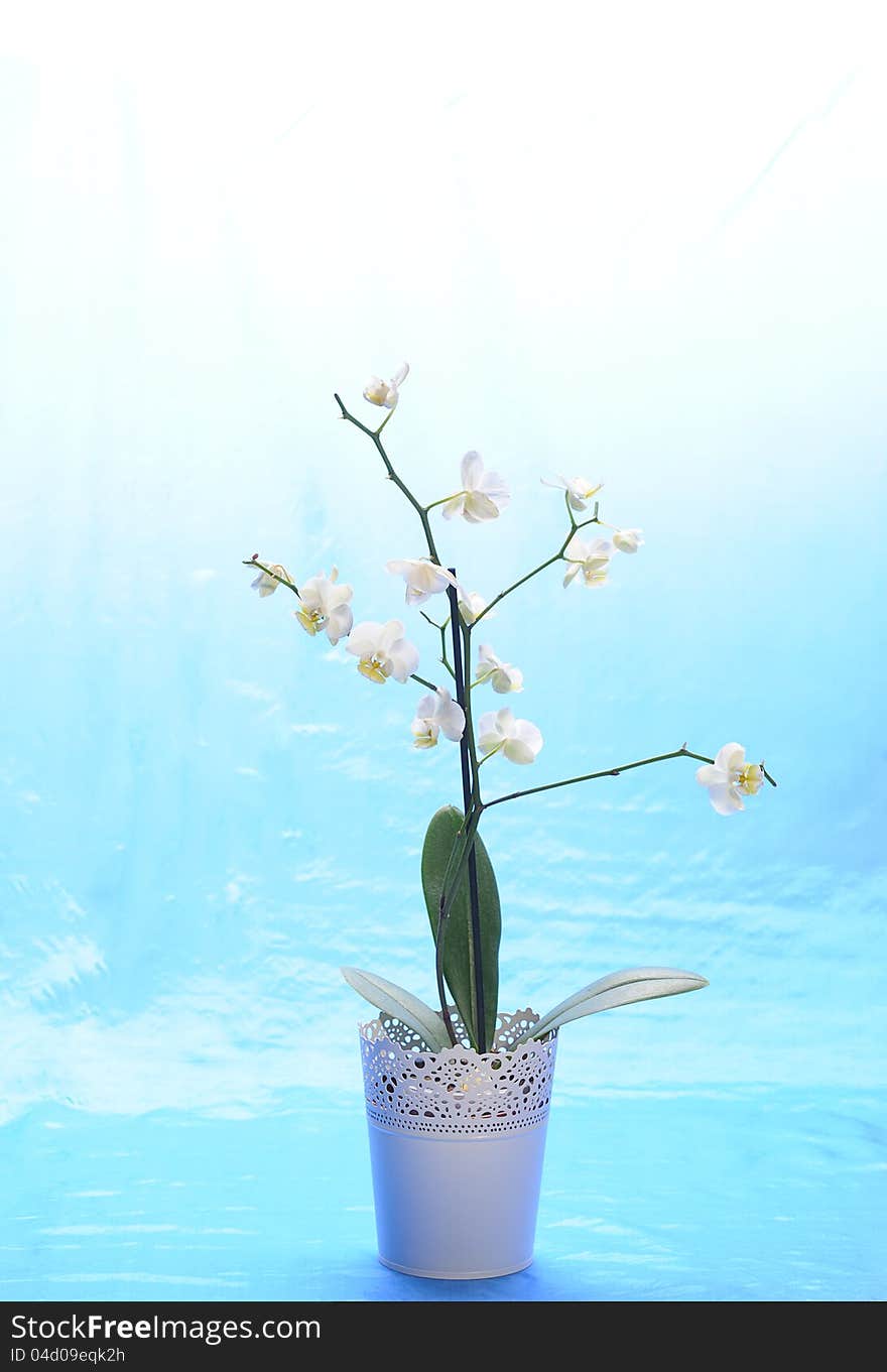 White orchid in white flowerpot  on blue background