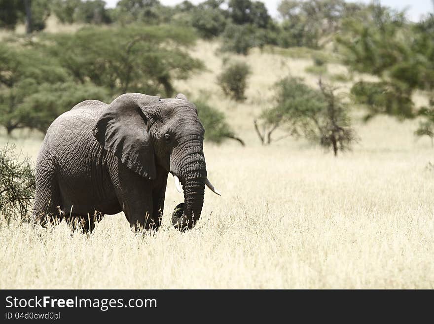 Savanna Elephant I