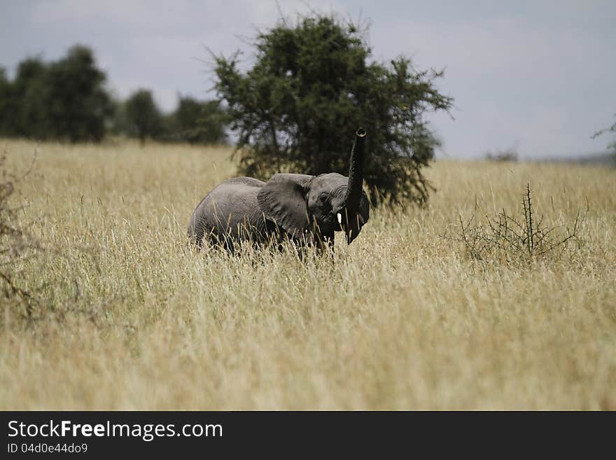 This young African Elephant is scenting the air with it's trunk. This young African Elephant is scenting the air with it's trunk.