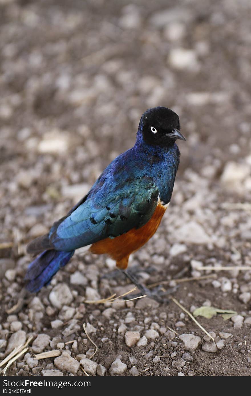 Superb Starling II