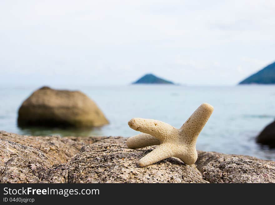 Coral On Rock Closeup