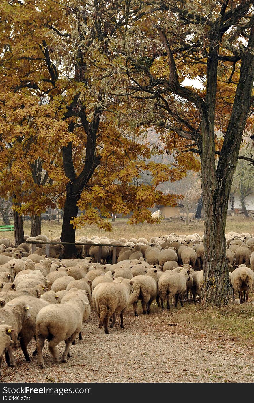 Herd Of Sheep Gathering