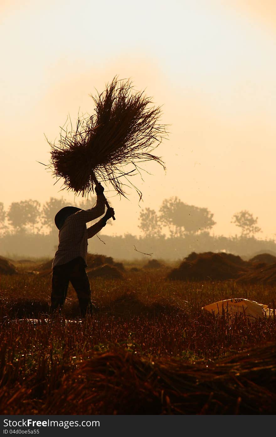 Farmer in northern of Thailand