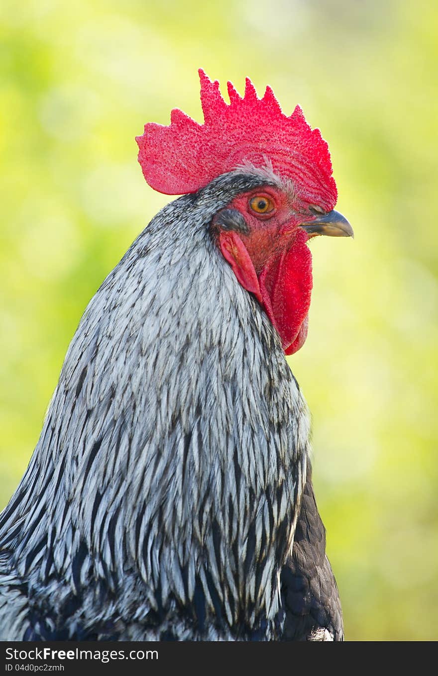 Portrait of a colorful rooster. Portrait of a colorful rooster