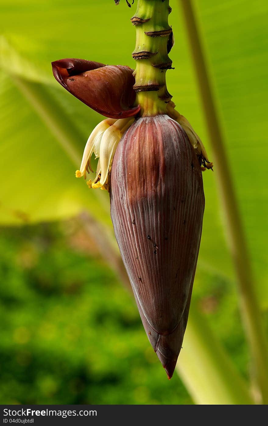 Banana Flower on palm leaves background