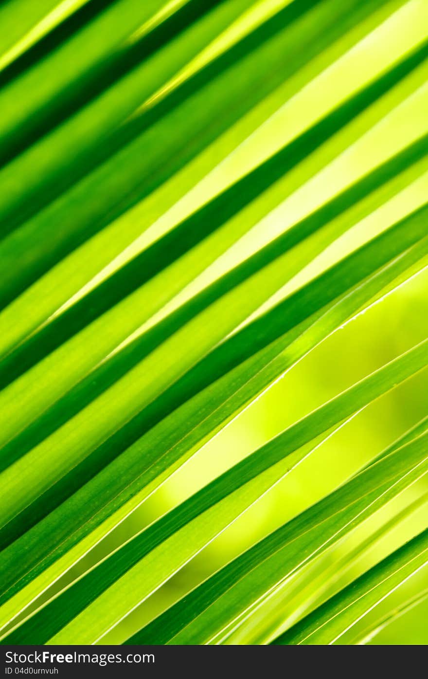 Fresh Green Background of palm plants leaf