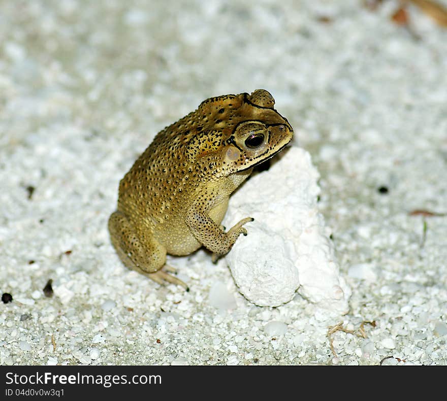 Golden Tree Frog or Hyla standing near stone in natural environment