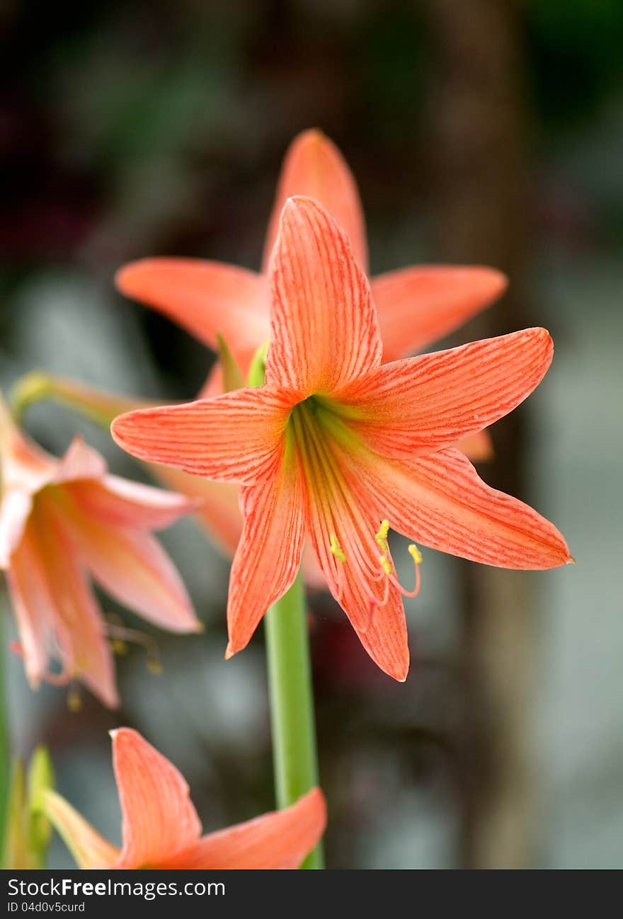 Striped amaryllis