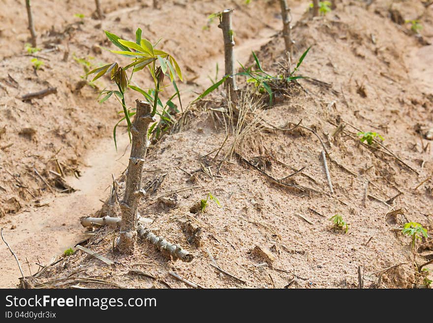 Cassava sapling on rutted soil, cassava planting, Thailand