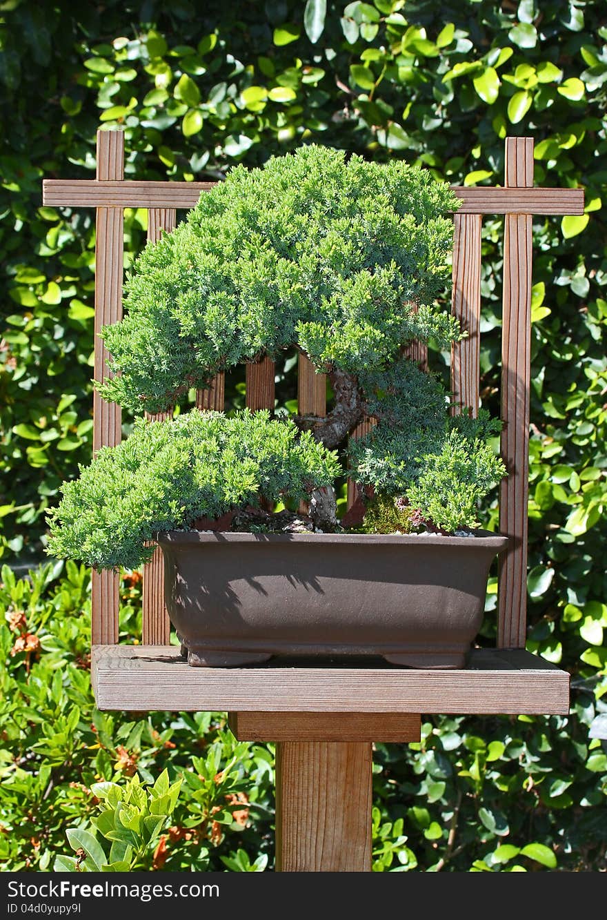 Japanese Juniper Miniature Tree On Display Stand With Green Background. Japanese Juniper Miniature Tree On Display Stand With Green Background