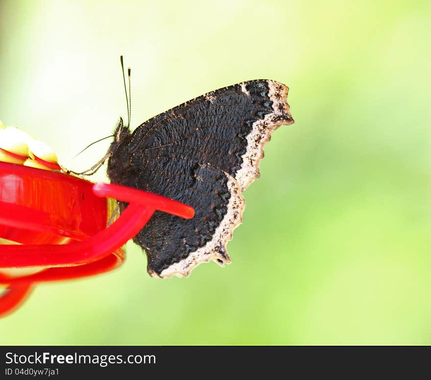 Black And White Butterfly On Bird Feeder With Pale Green Background