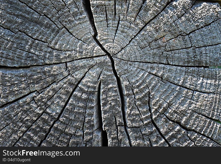 Dry Wood Timber Natural Background