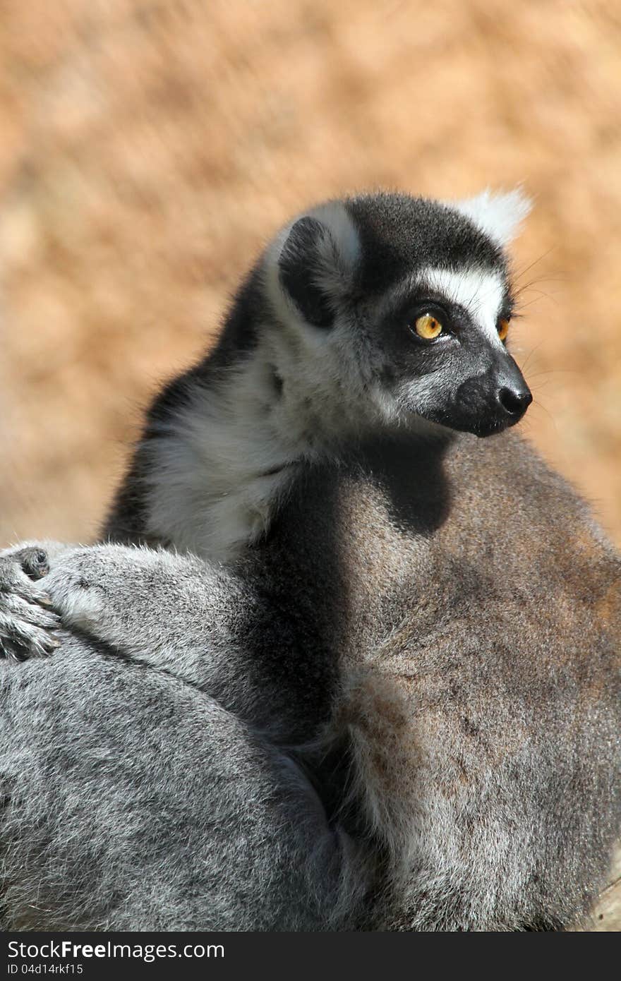 Close Up Of Ring Tailed Lemur Sitting In Tree With Blurred Tan Background