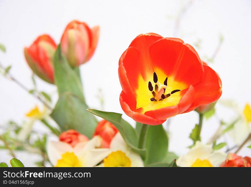 Spring red tulip flower background. Spring red tulip flower background