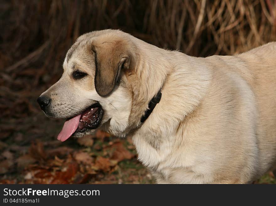 A Great Pyrenese faithfully guarding his flock.