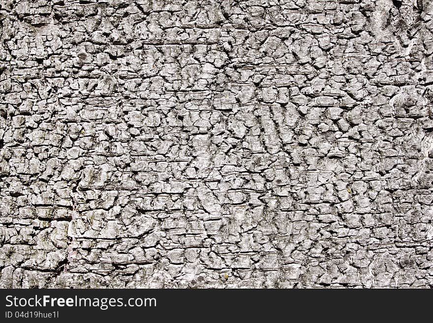 Texture of the bark of birch