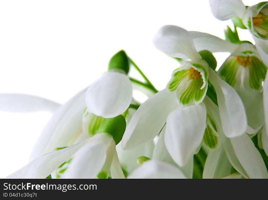 Snowdrops Isolated On A White Macro