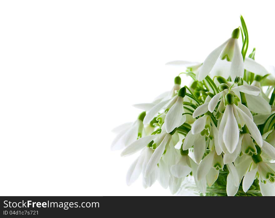 Snowdrops isolated on a white