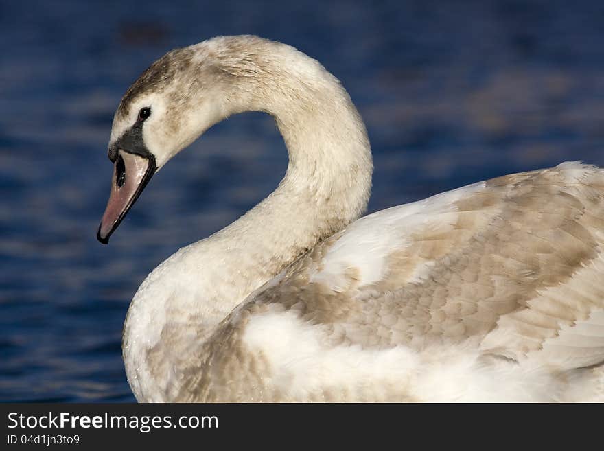 Detail with swan neck bent, swan from the background, swan on water, swan feather details, swan in daily sunlight, swan from the side. Detail with swan neck bent, swan from the background, swan on water, swan feather details, swan in daily sunlight, swan from the side