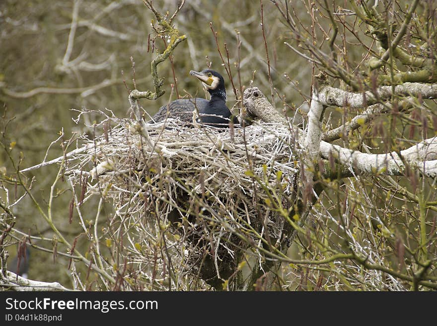 Cormorant is breeding in a nest. Cormorant is breeding in a nest