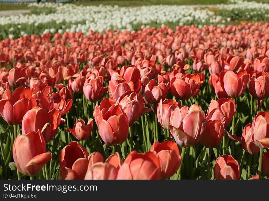 Red and white tulips field. Red and white tulips field.