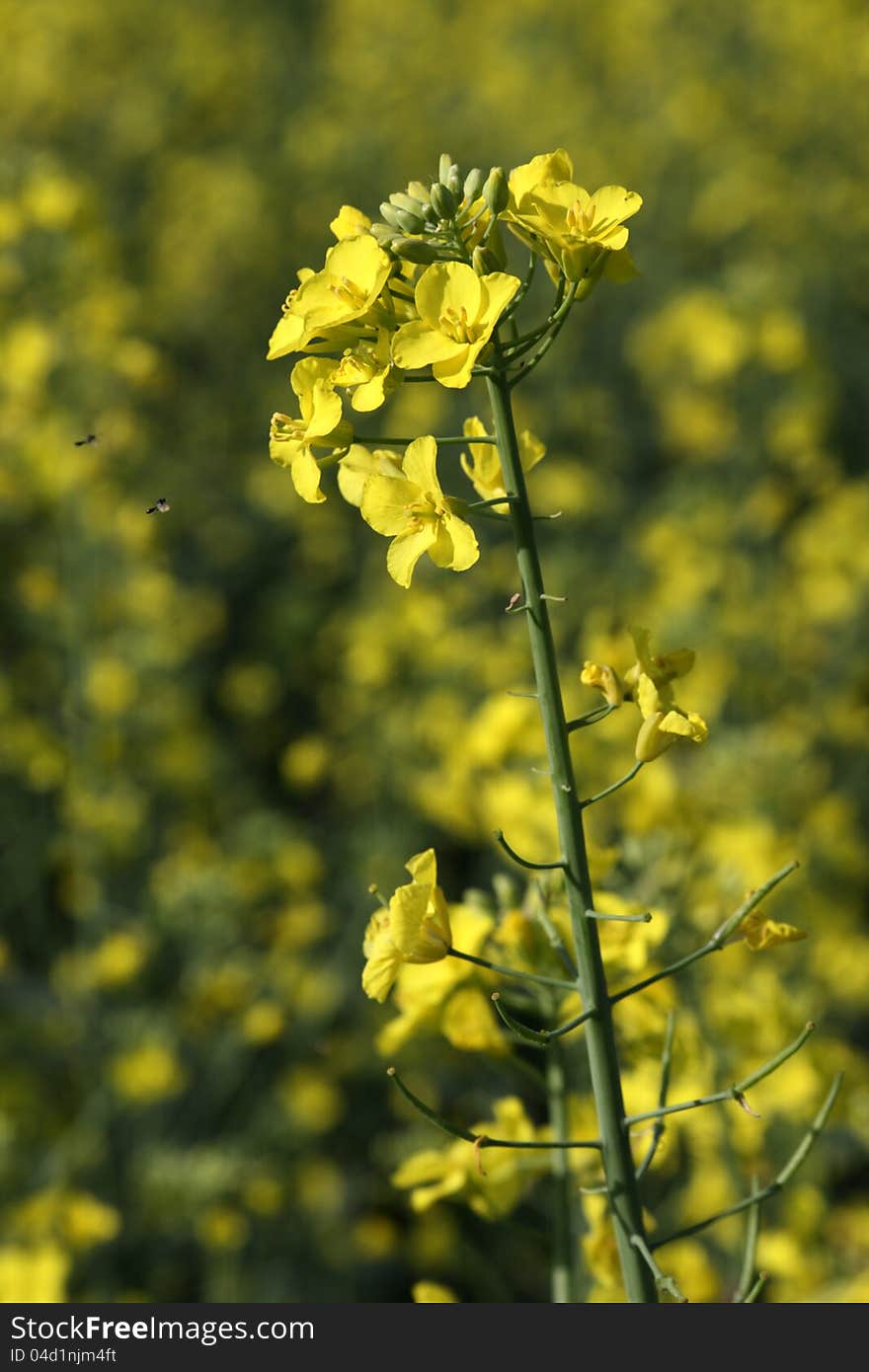 Rape Field During Flowering.