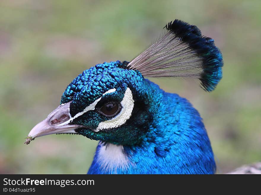 Male peacock portrait, with beautiful feathered detail