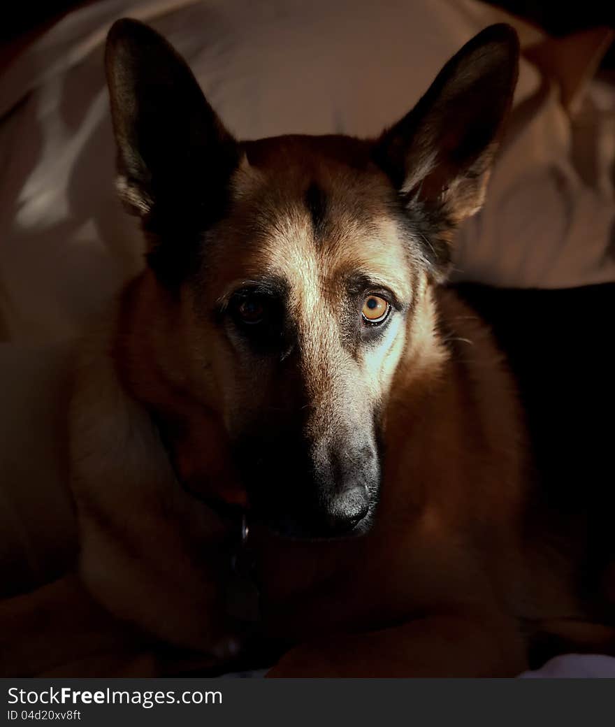 A German Shepherd as the morning sun hit his face. A German Shepherd as the morning sun hit his face.