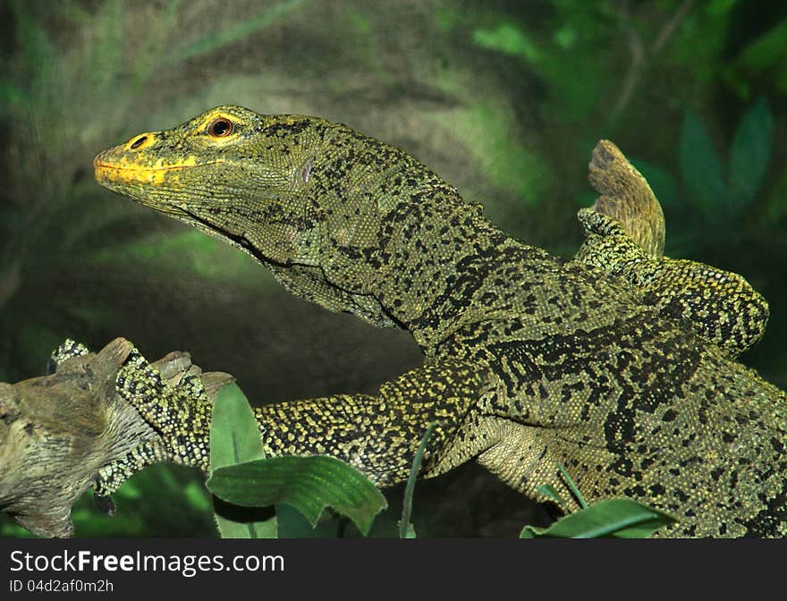 Spotted Green, Black And Yellow Philippine Monitor Lizard Close Up