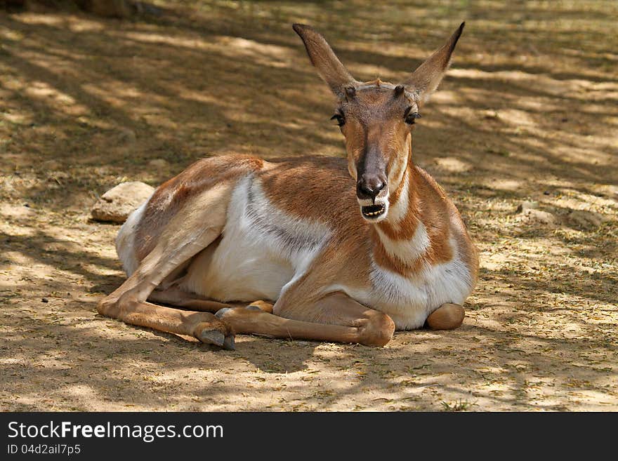 Endangered Mexican Desert Pronghorn Antelope With Open Mouth