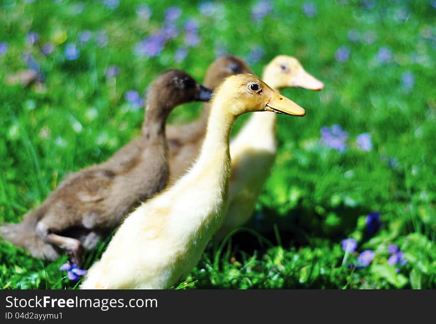 Yellow & Brown Ducklings in a Purple Flower Field