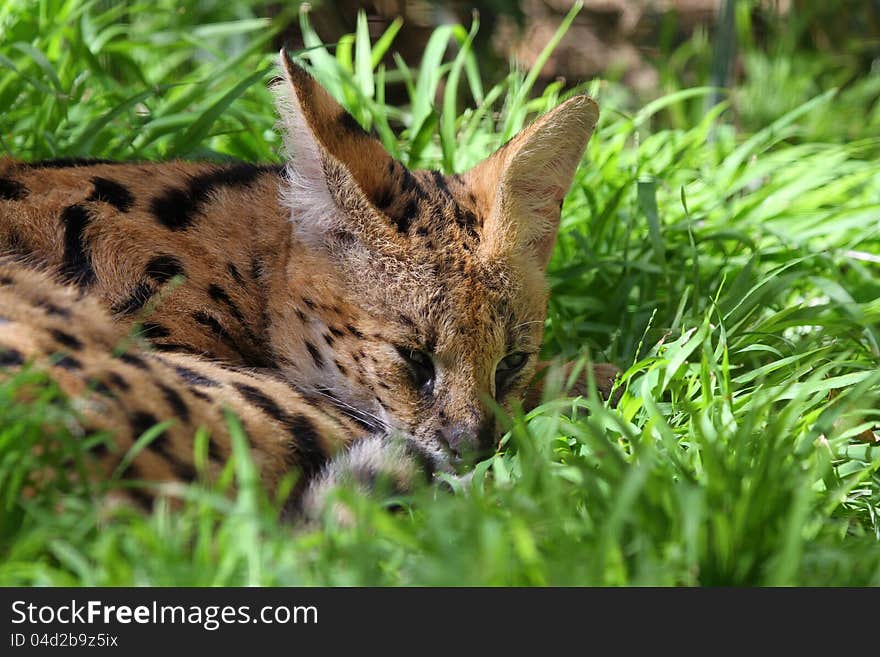 Close Up Detail Portrait Of Serval Sleeping In Green Grass