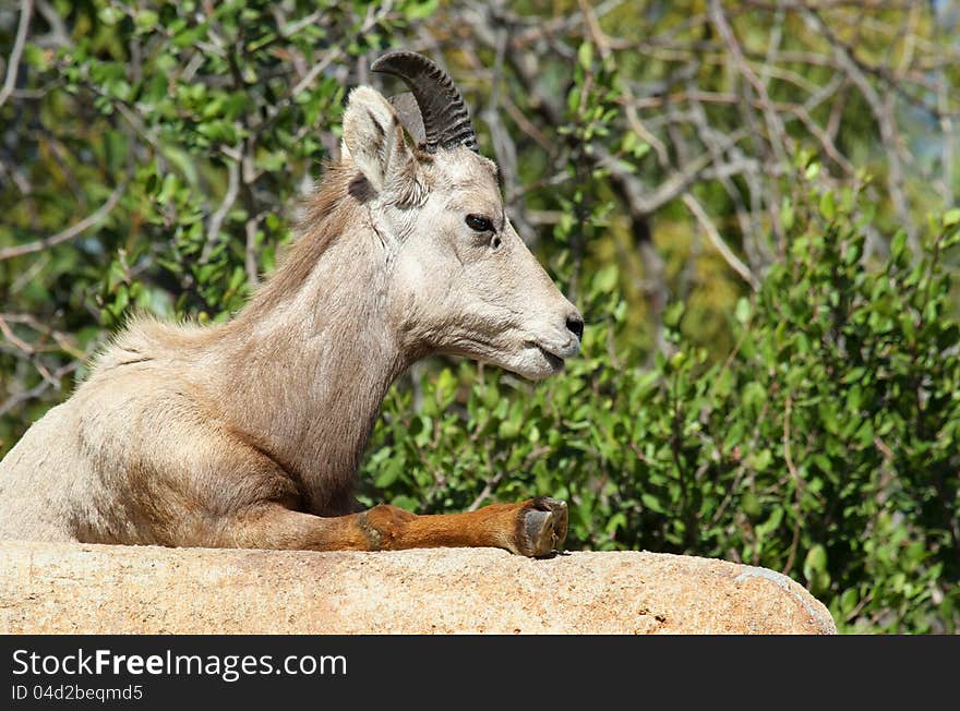 Close Up Detail Portrait of Female Desert Big Horn Sheep Perched On A Ledge Against A Green Brush Background. Close Up Detail Portrait of Female Desert Big Horn Sheep Perched On A Ledge Against A Green Brush Background