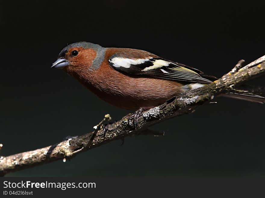 Chaffinch male posing on branch. Chaffinch male posing on branch