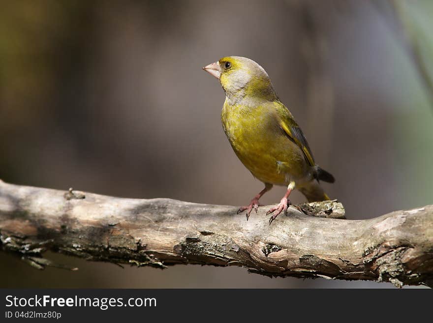 Greenfinch On Branch