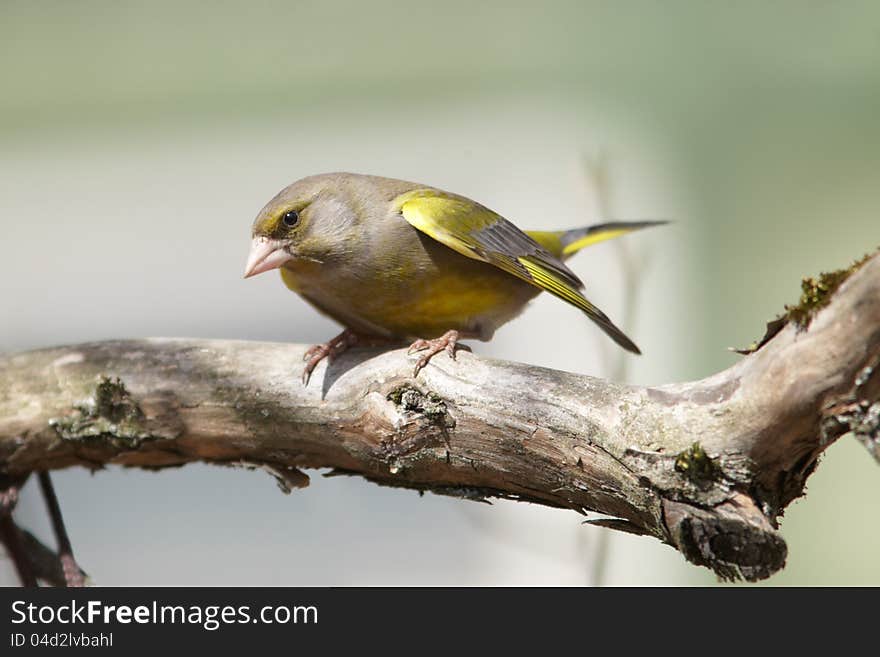 Greenfinch on branch