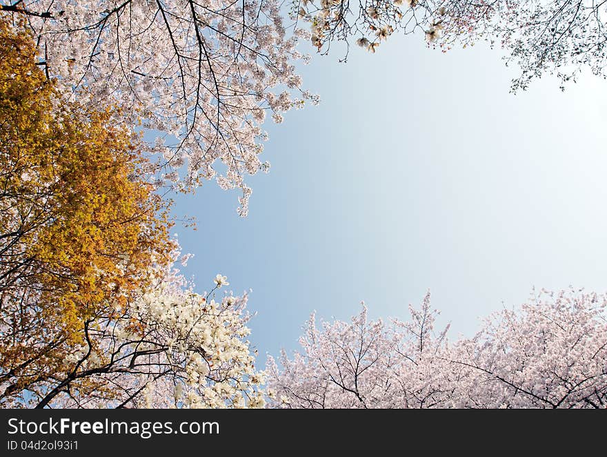 Blooming cherry and magnolia on a blue sky background. Blooming cherry and magnolia on a blue sky background