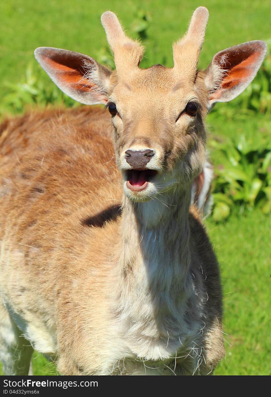 Closeup of a young deer in the nature