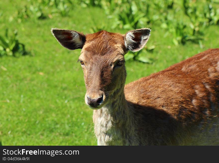 Closeup of a young deer in the nature