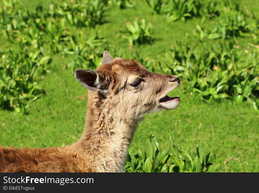 Closeup of a baby deer in the nature