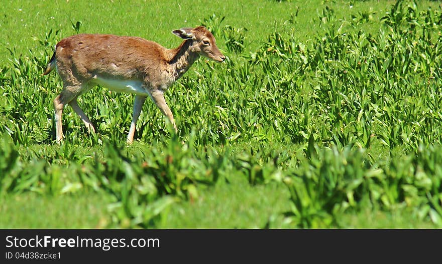 Beautiful young deer in the nature