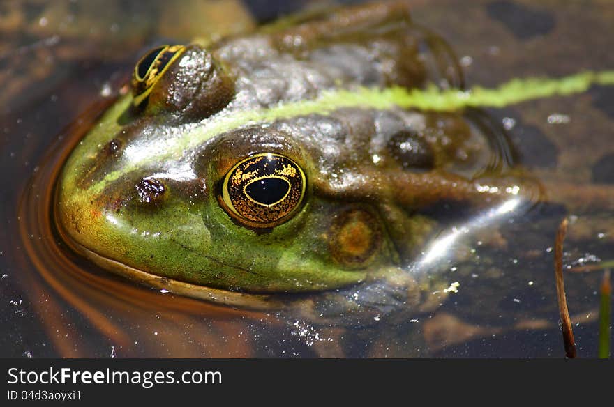 Closeup of a frog in a lake