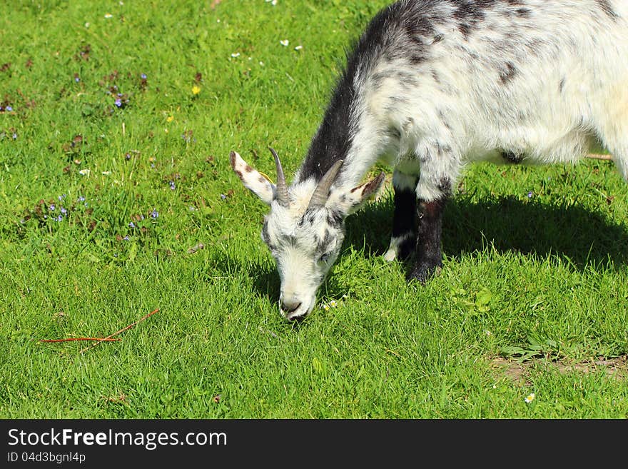 Black and white goat in the nature