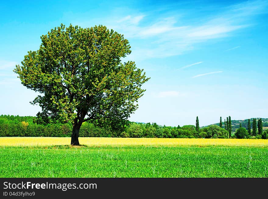 Lonely tree on wheat field