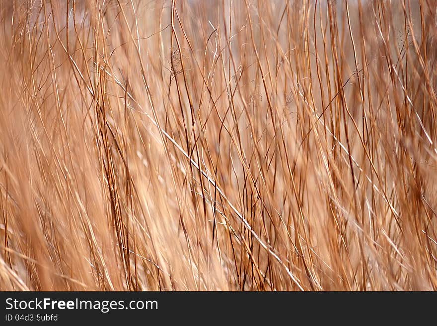 Background a structure - a dry grass