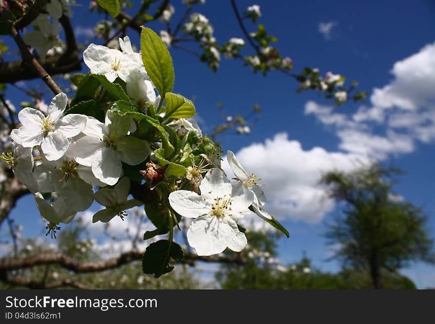 Apple tree flowers on the bright blue sky background