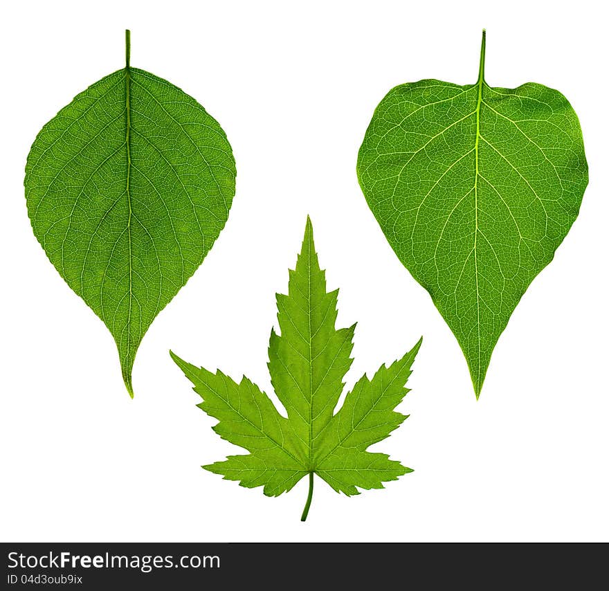 Collage of three leaves