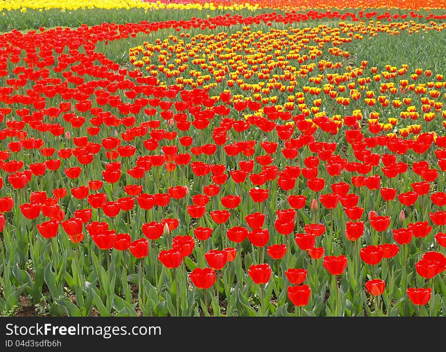 Bright Red Tulips